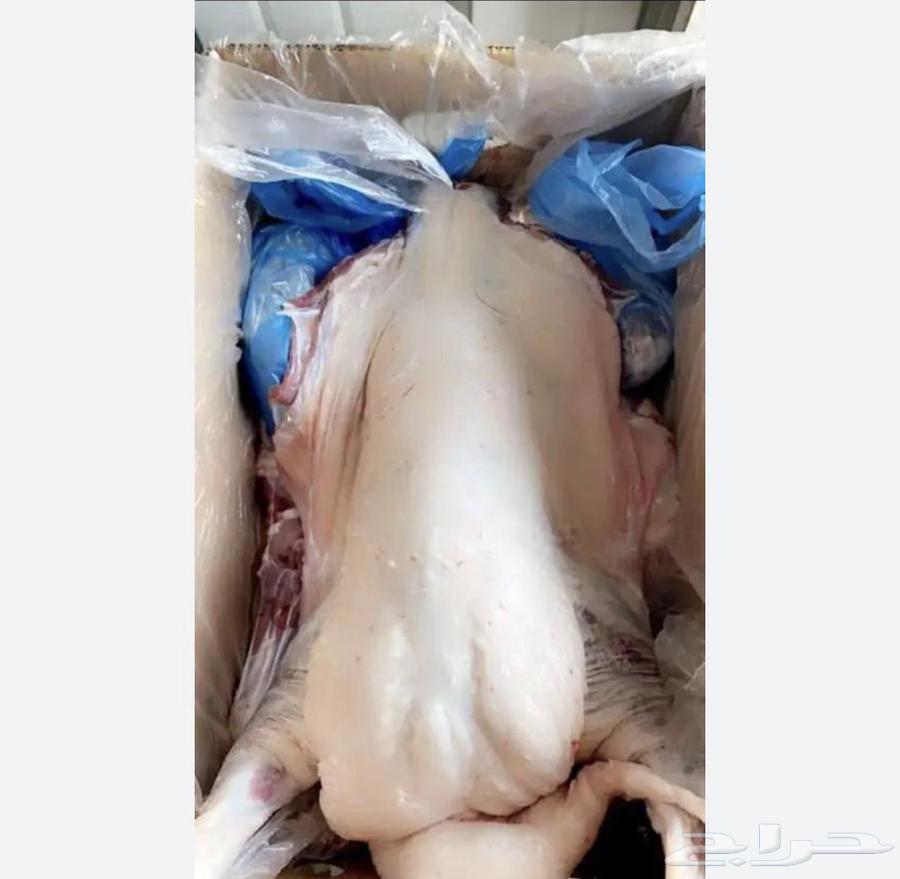 طليان ورخال بهم64440164689537111