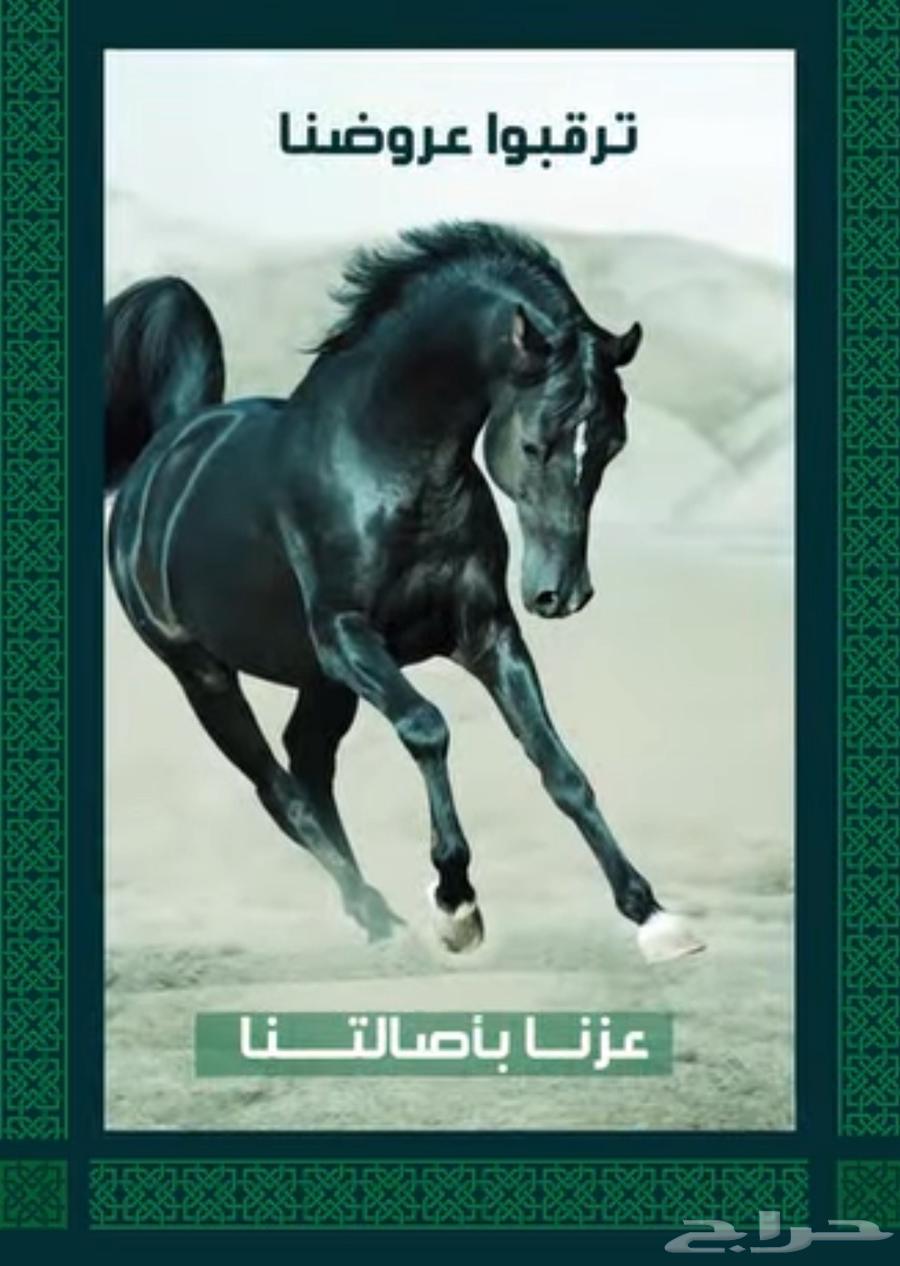 عروض الخيل في اليوم الوطني 95 .64434945519747110