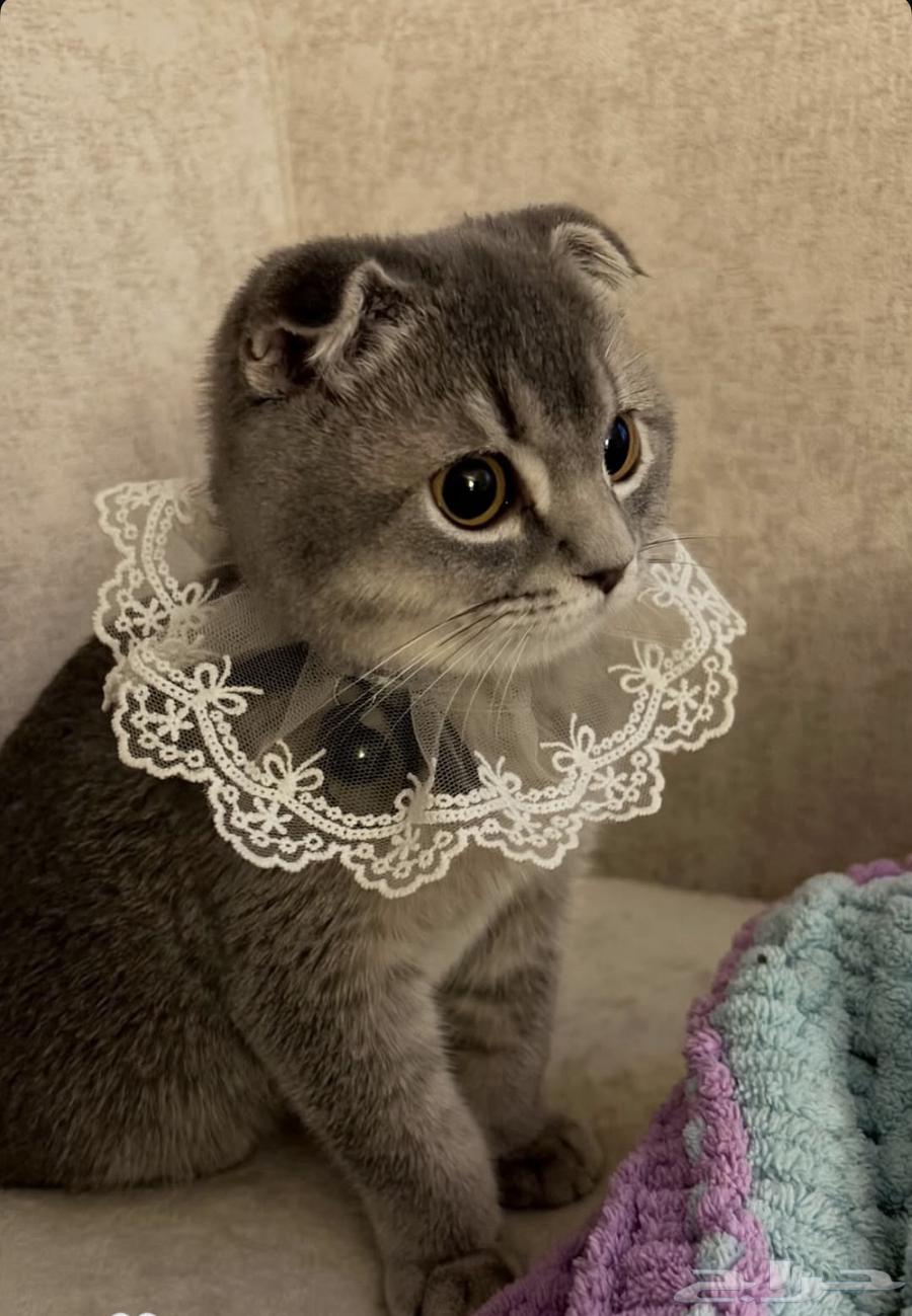 Scotch Fold64434484178819114