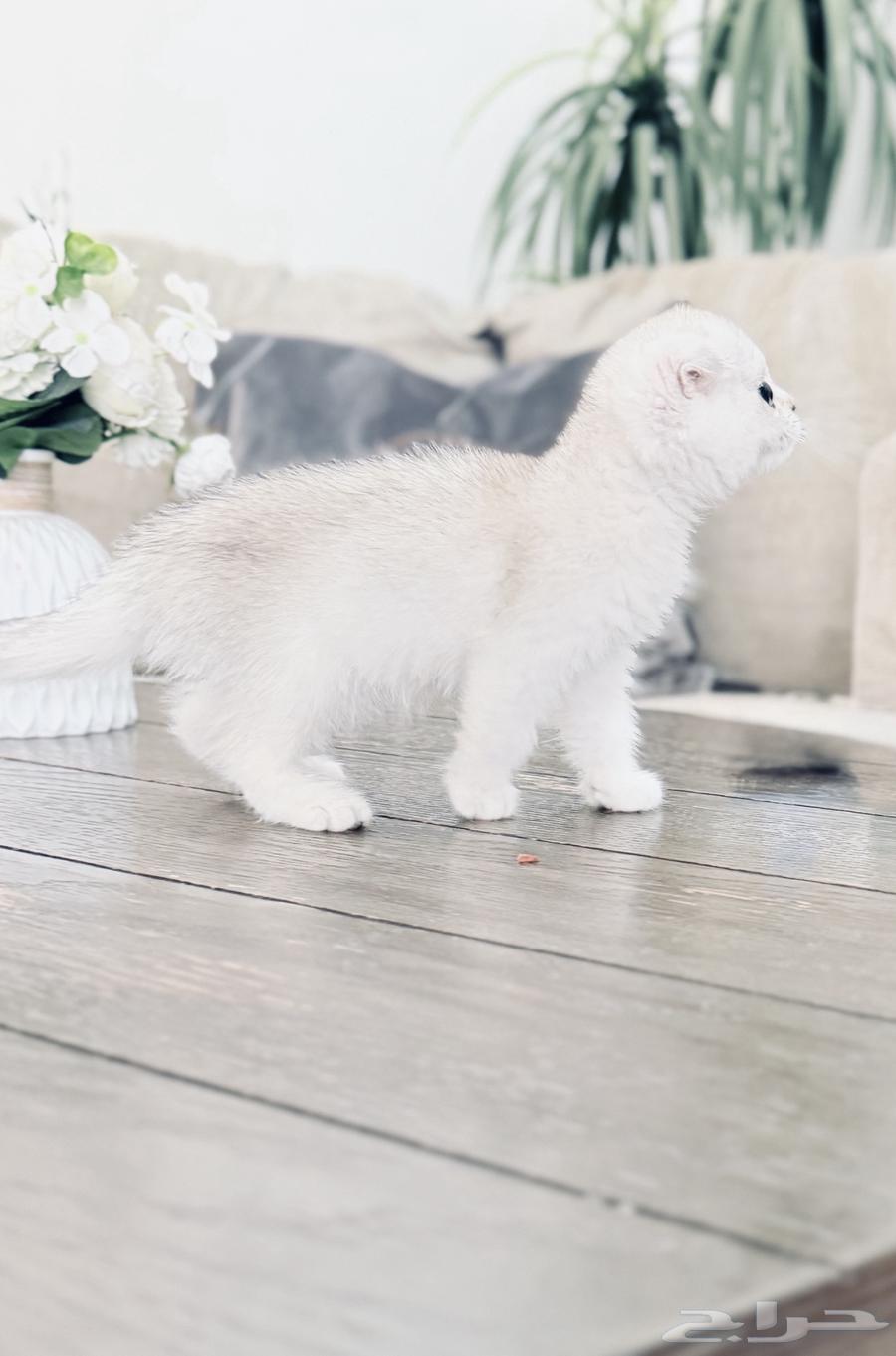 Scotch Double Fold Cat (Sold)64436453793154114