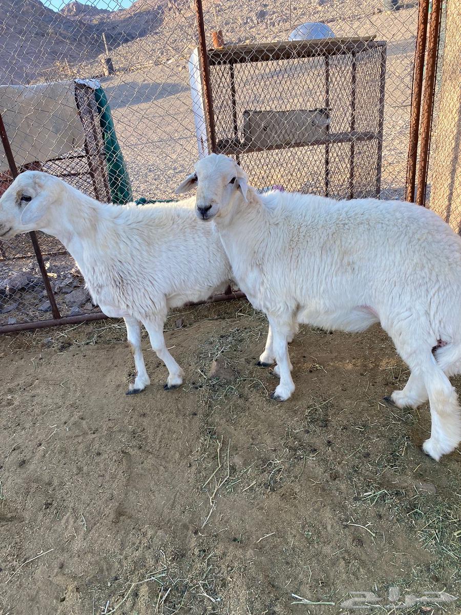 للبيع طليان حبص64437032151042110