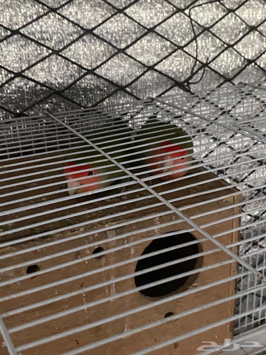 عندي طيور زينه للبيع بادجي 3 وروز 3 و 1كروان البيع مستعجل64439430957057114