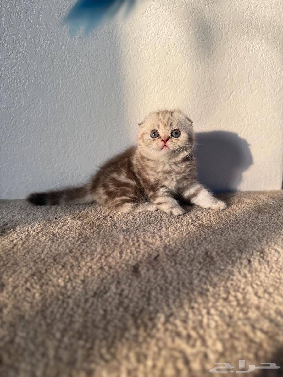 سكوتش فولد ذكر64437975356929110