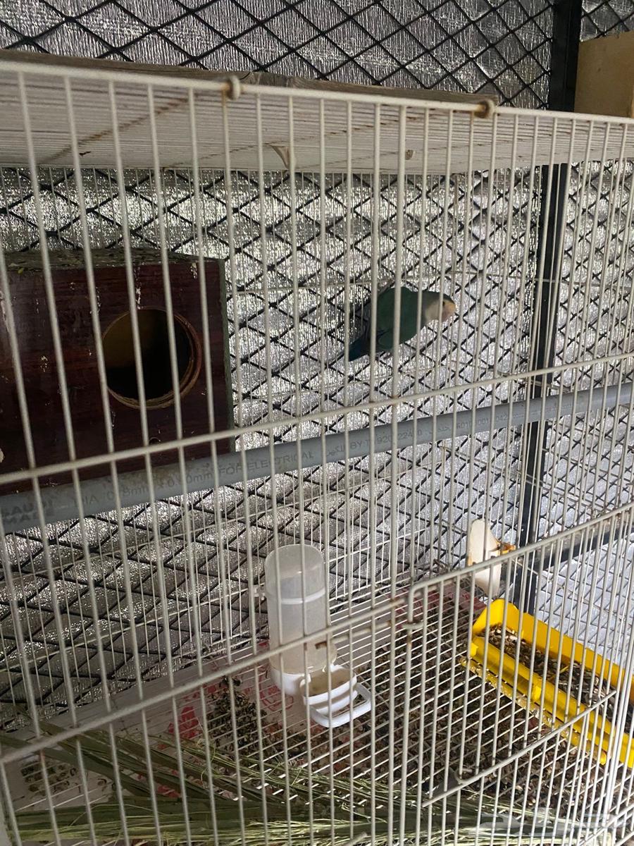 عندي طيور زينه للبيع بادجي 3 وروز 3 و 1كروان البيع مستعجل64439430957057113