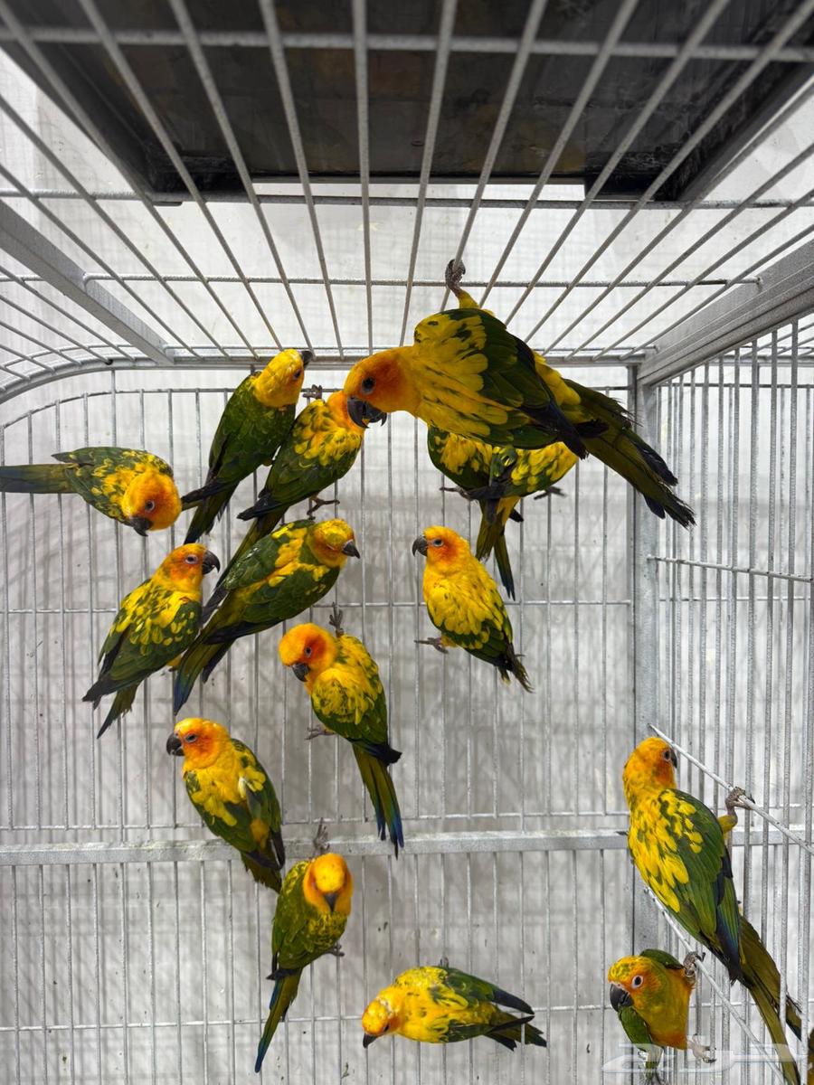 صن كنيور جملة ومفرد64434619430147111