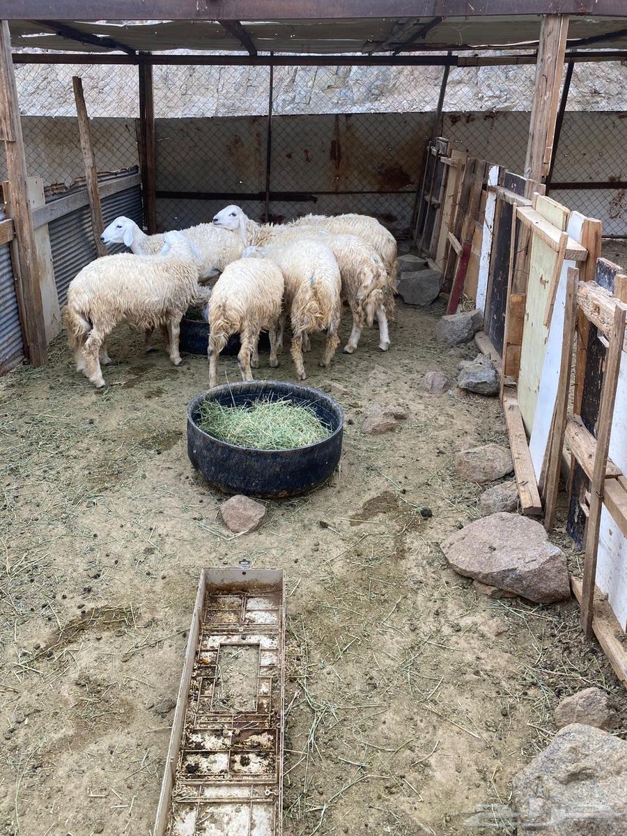 طليان و رخال للبيع64439843005825111