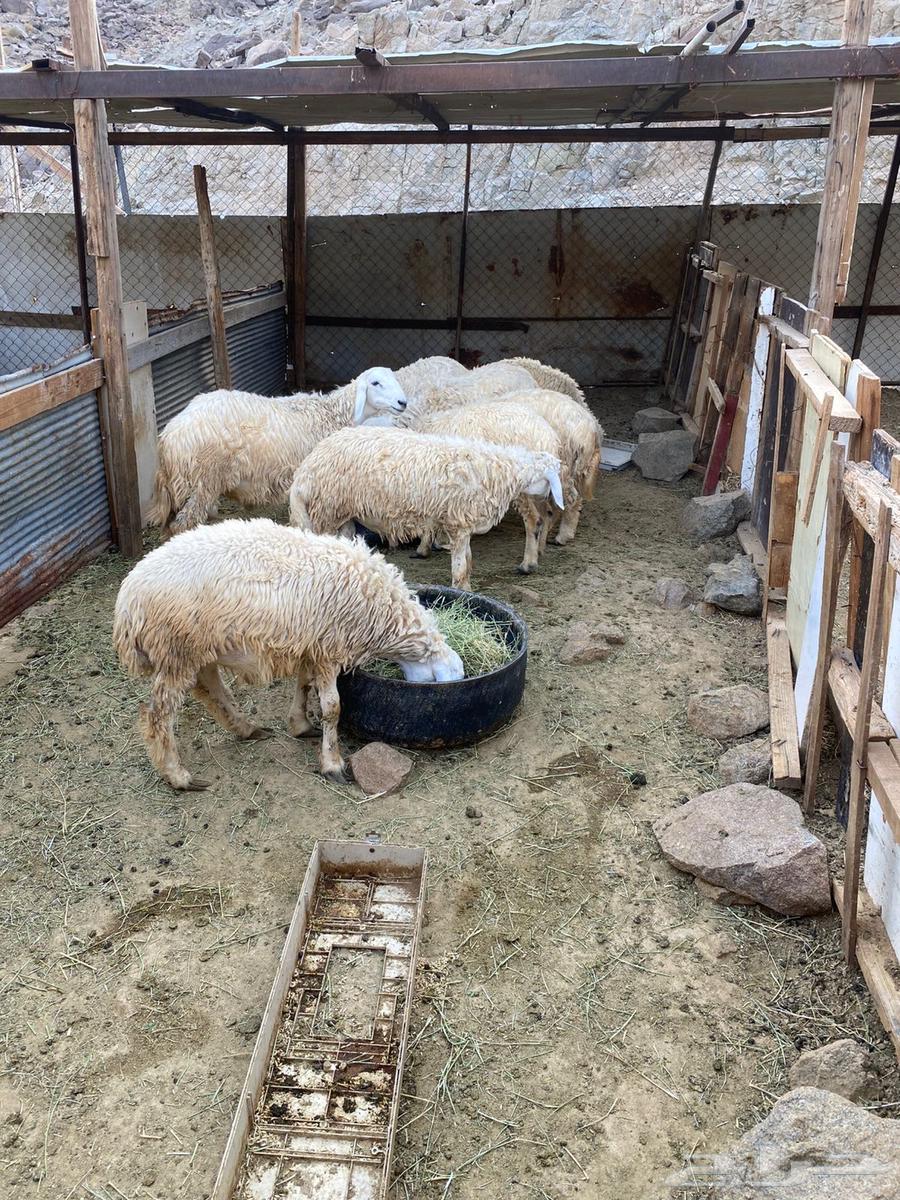 طليان و رخال للبيع64439843005825112