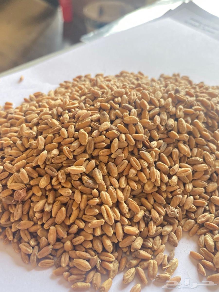 Wheat Seed64435713725953110