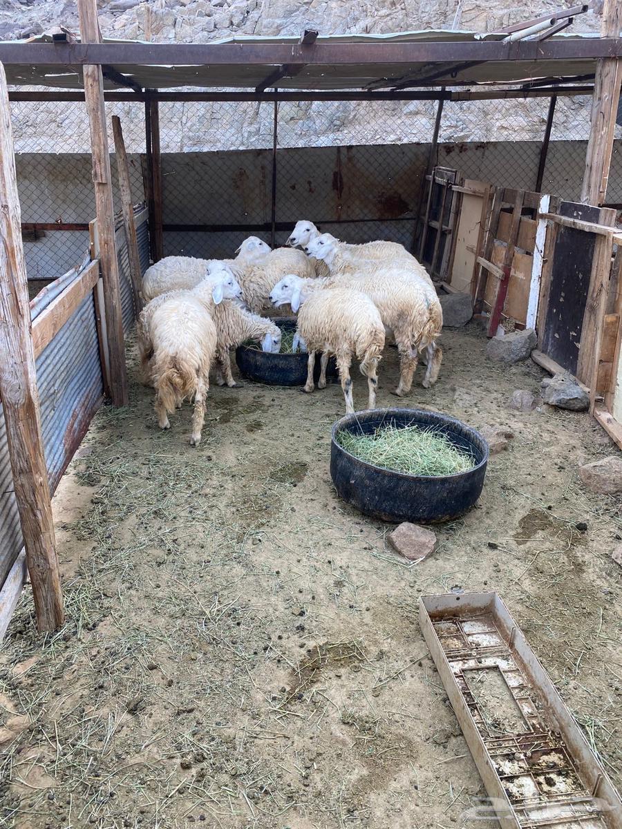 طليان و رخال للبيع64439843005825113