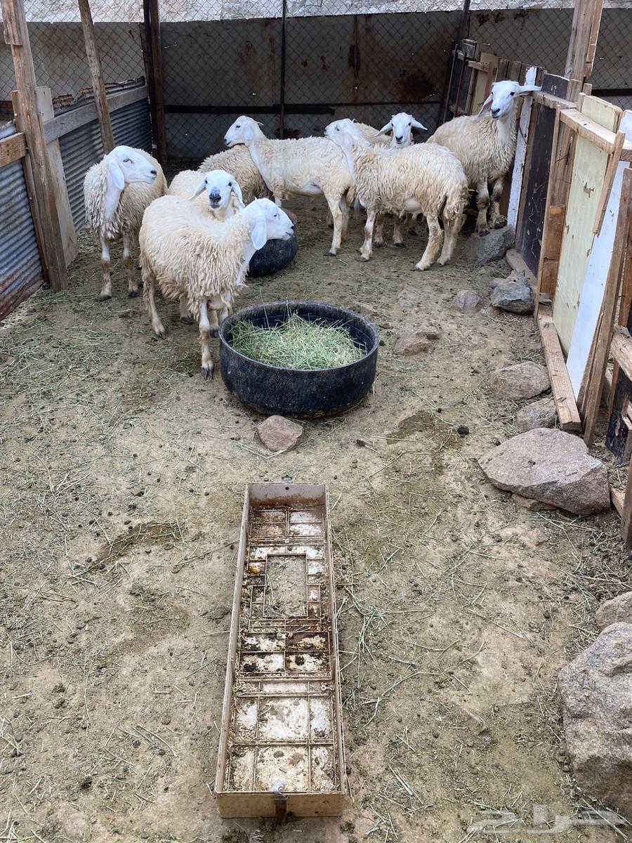 طليان و رخال للبيع64439843005825110