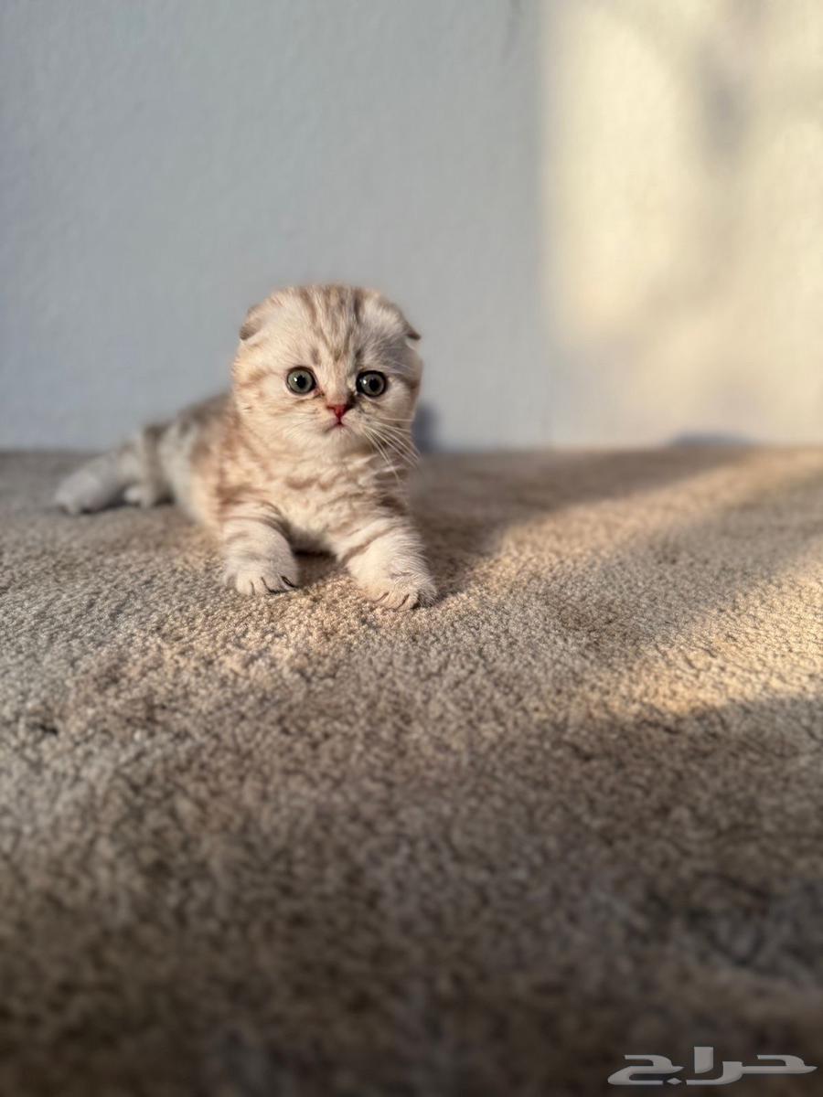 سكوتش فولد ذكر64437975356929114