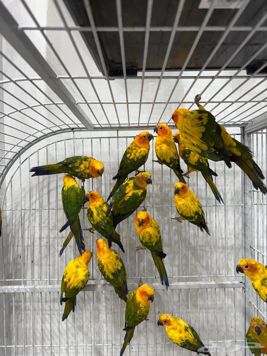 صن كنيور جملة ومفرد64434619430147110