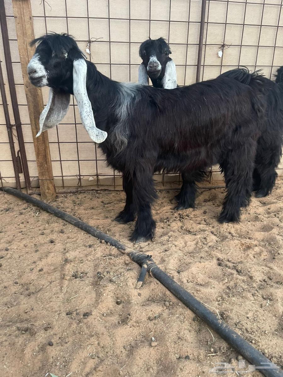 للبيع جذعات عوارض صنف نوادر64440002247938114