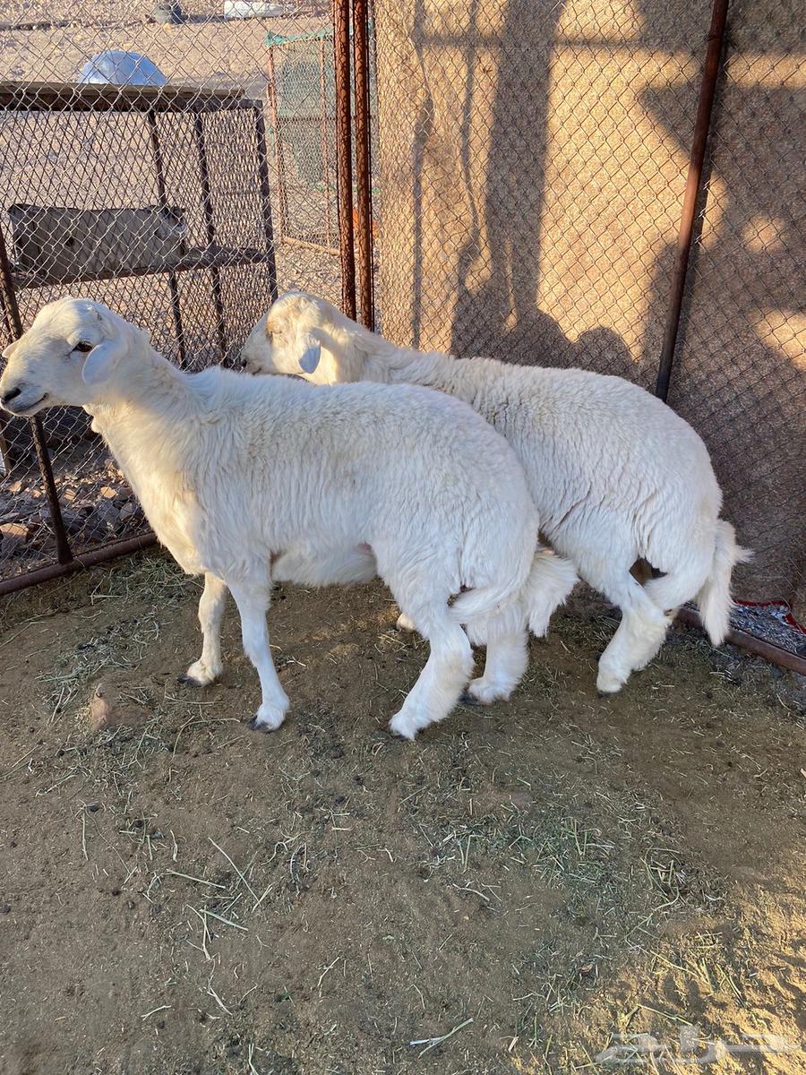 للبيع طليان حبص64437032151042112