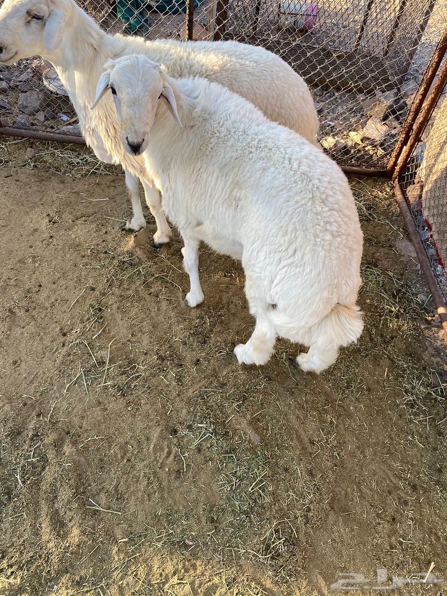 للبيع طليان حبص64437032151042111