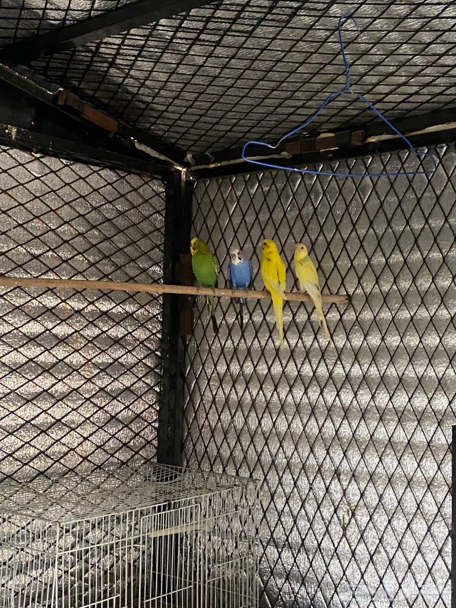 عندي طيور زينه للبيع بادجي 3 وروز 3 و 1كروان البيع مستعجل64439430957057110