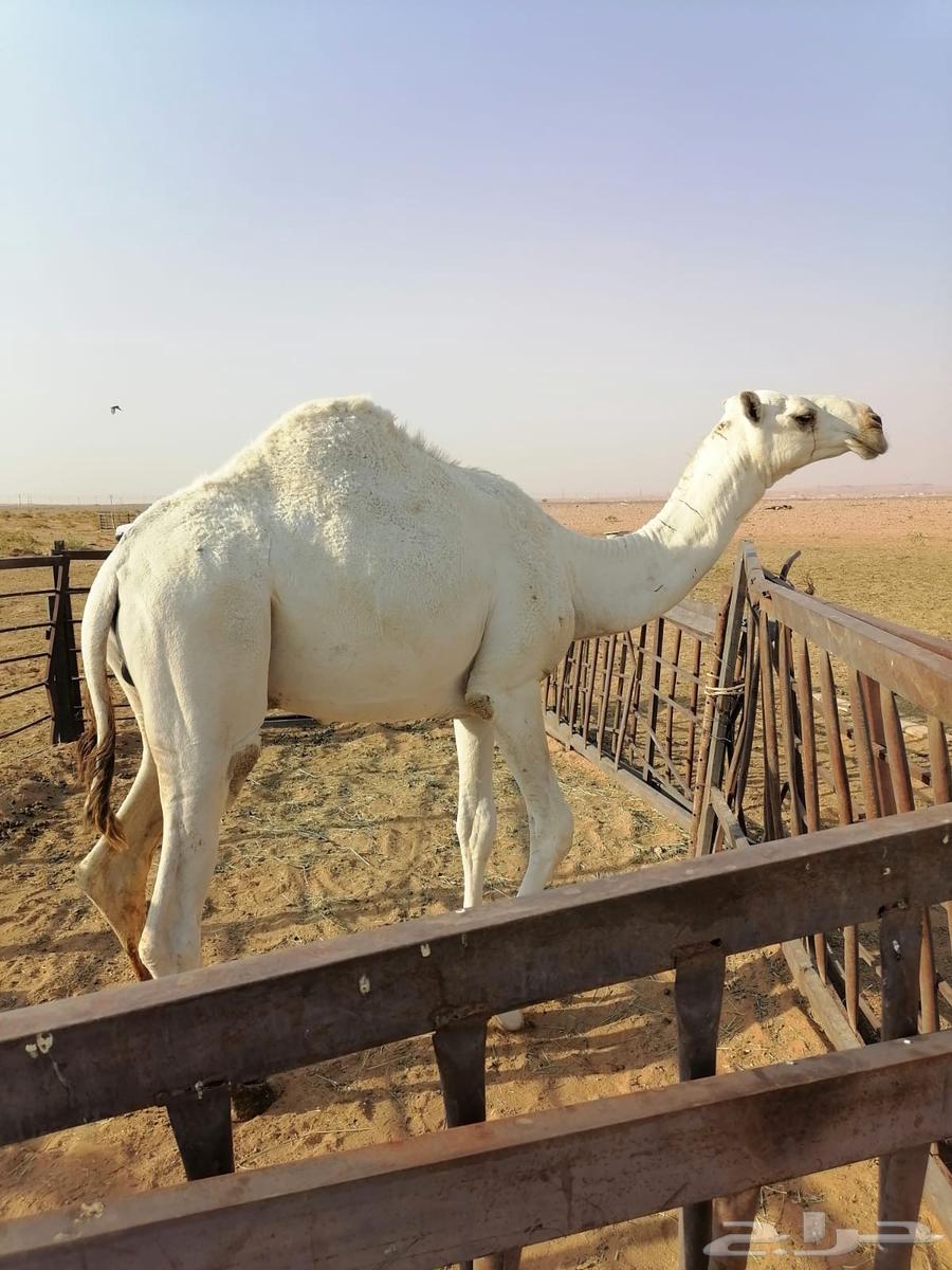 Clarification fee. Two years old, fat and good sensory location64436655137665110