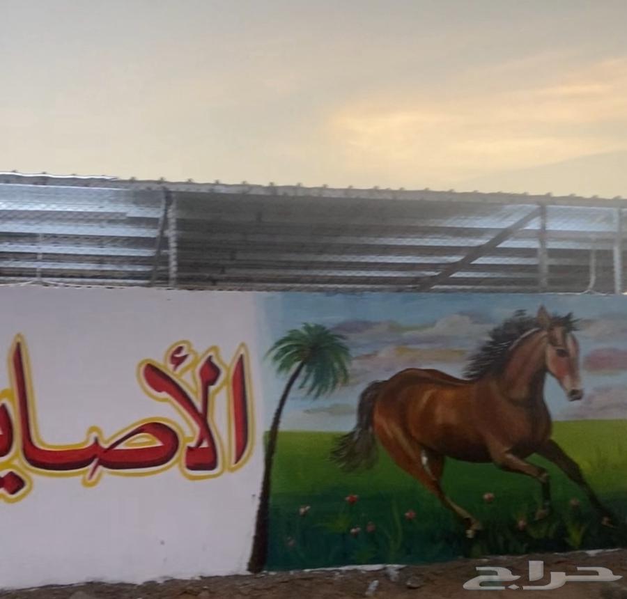 فرصة استثمارية مميزة لعشاق الخيل64436909854979110