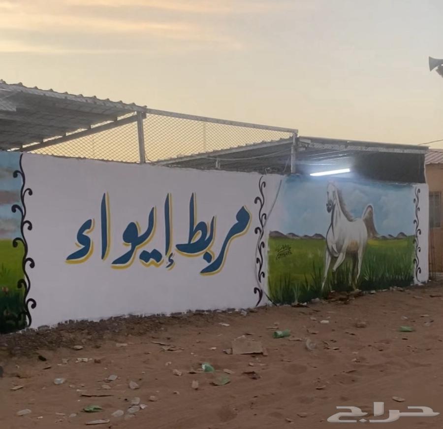 فرصة استثمارية مميزة لعشاق الخيل64436909854979111