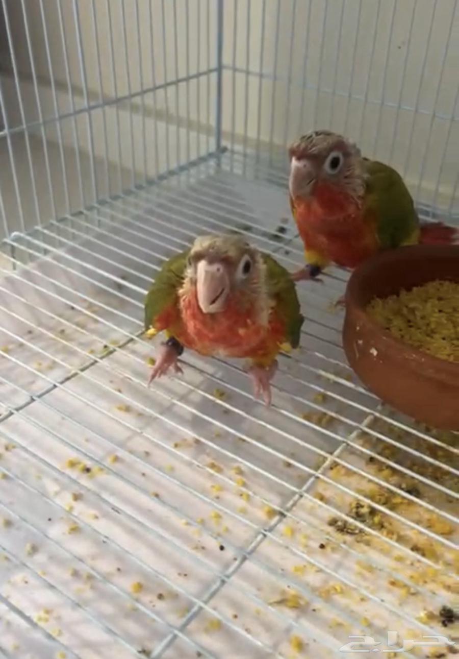 فروخ كنيور اناناس رد فاكتور64435231250434111