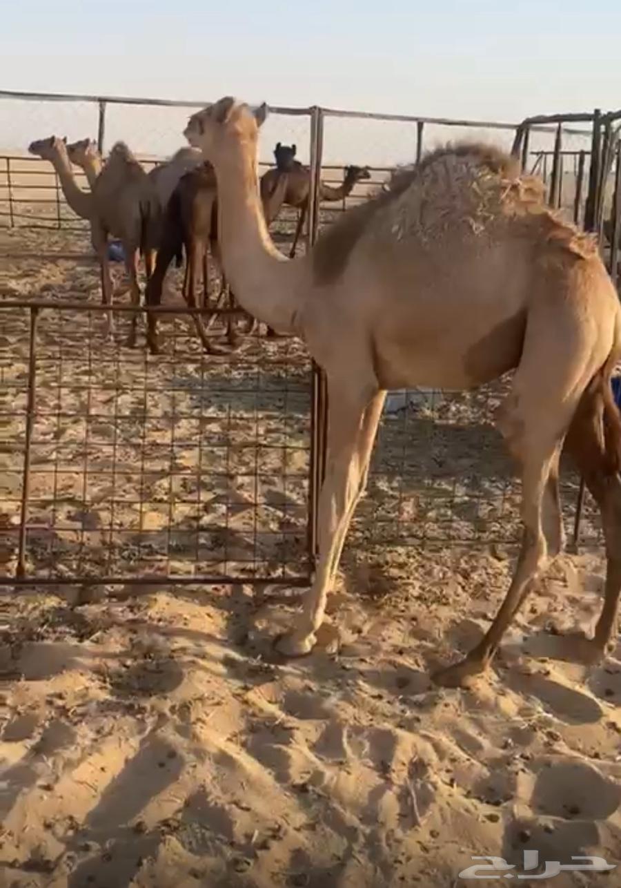 Three seats for sale 364439444785539112