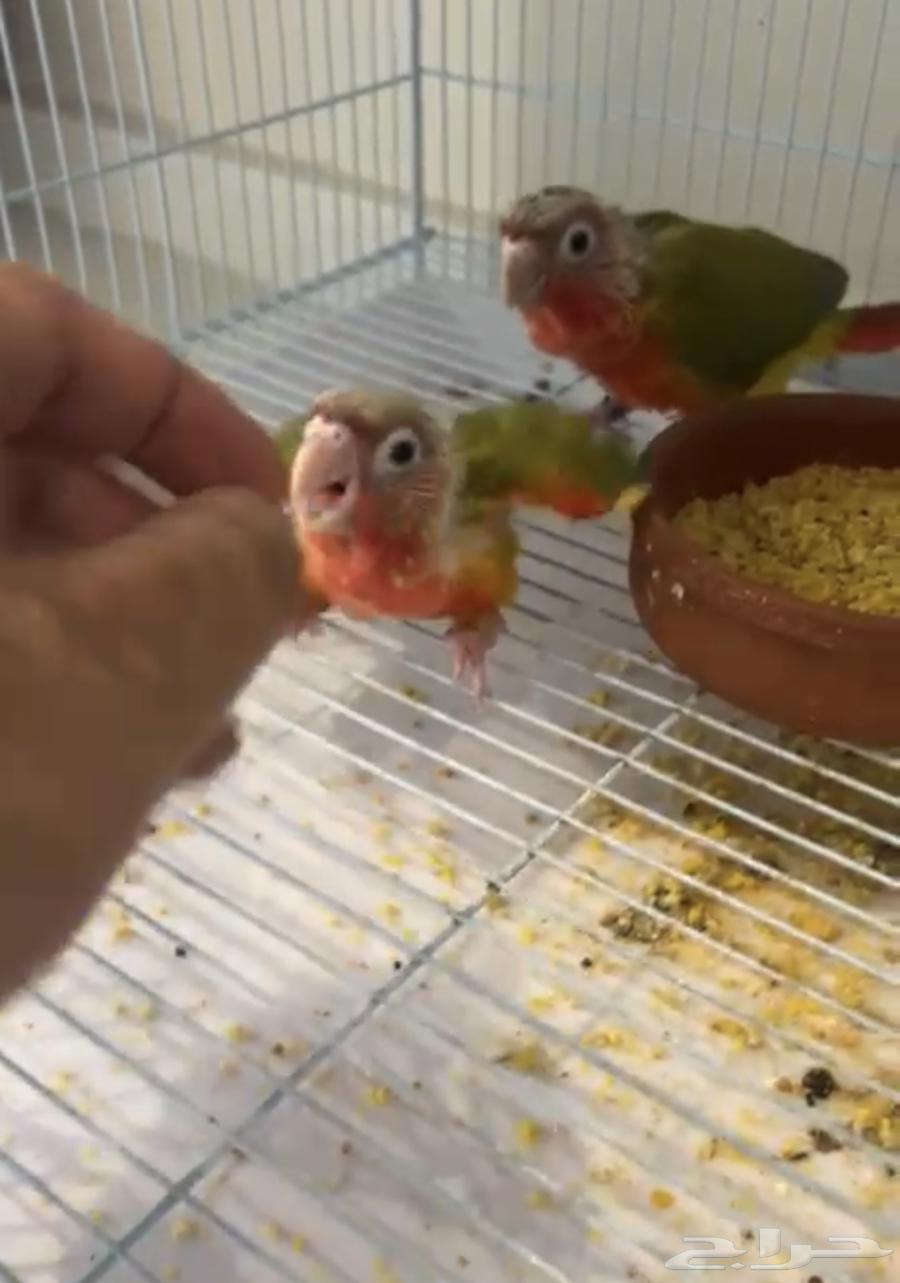 فروخ كنيور اناناس رد فاكتور64435231250434110