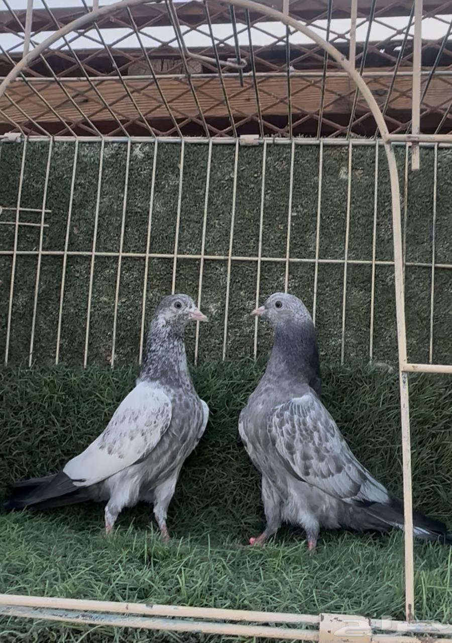 طبات حمام باكستاني64434197040001110