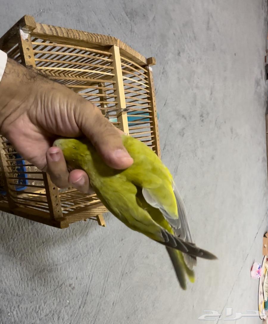 كويكر أليف متكلم .. غير متوفر64436266311939113