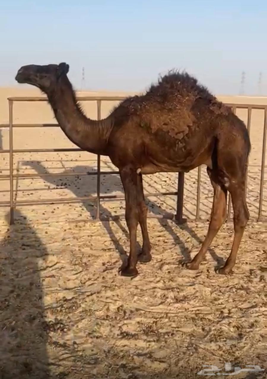 Three seats for sale 364439444785539110