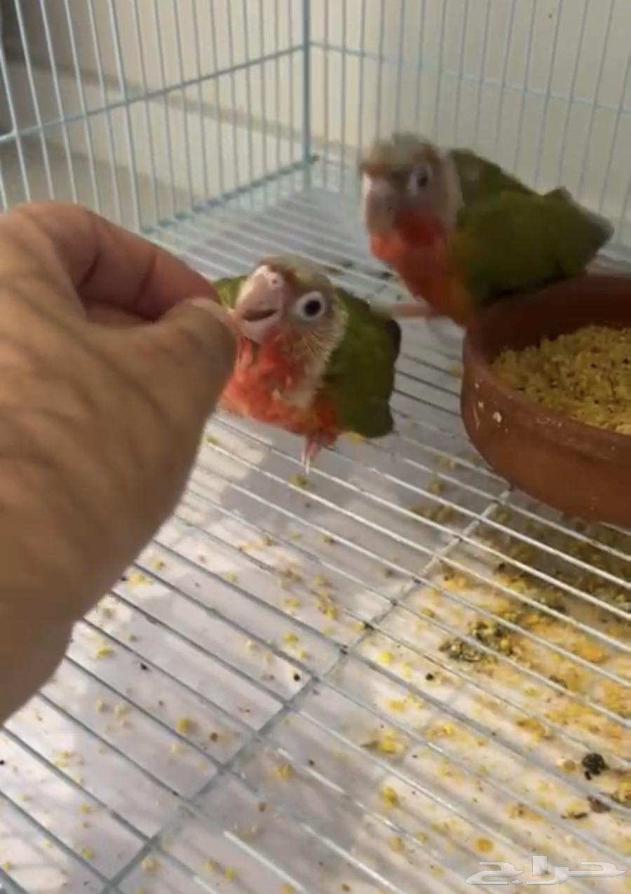 فروخ كنيور اناناس رد فاكتور64435231250434112