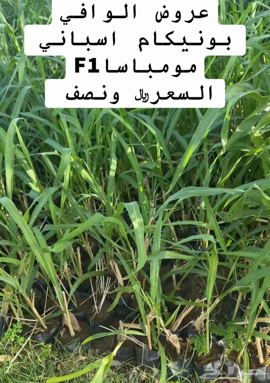 عرض البونيكام مومباسا الاسباني F164435876614019110