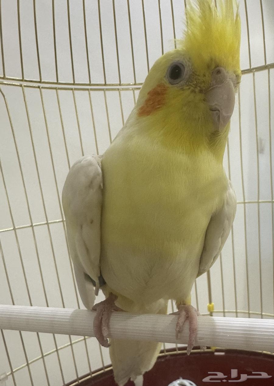 طير كروان اليف ..64435313243010110