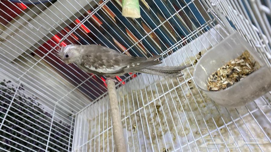 Crowan64435670793985110