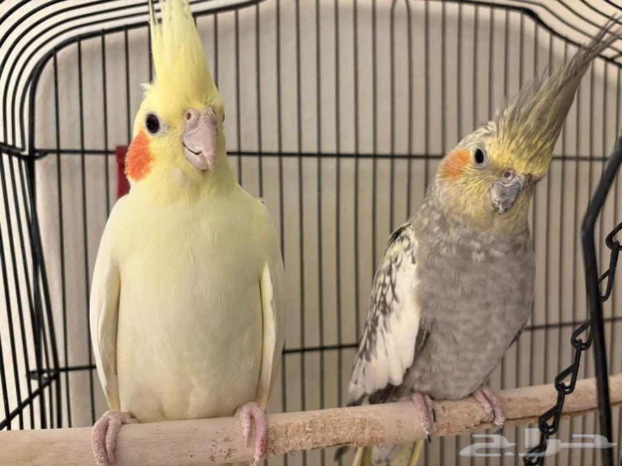 A pair of crowned birds that have never bred before64436776425987110