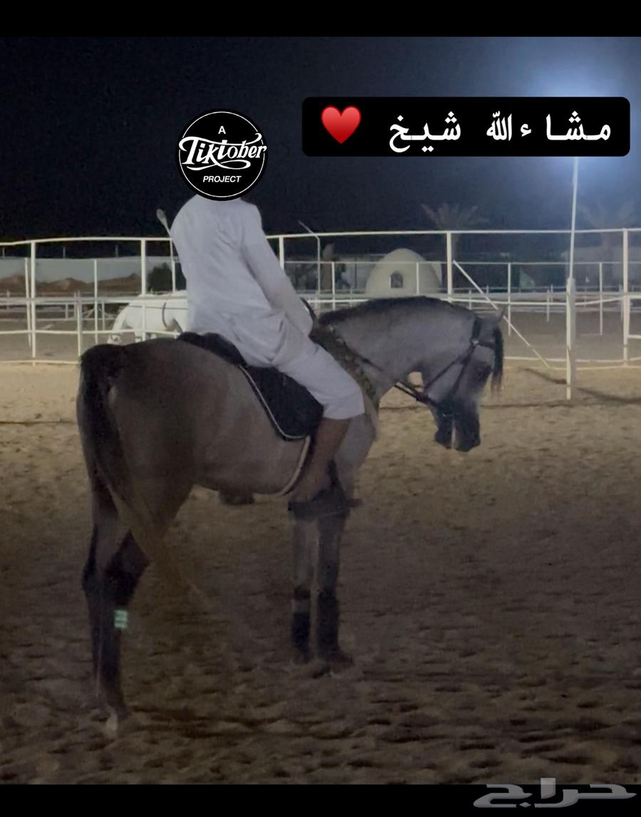 Horse, Egyptian purebred champion64441841780099111