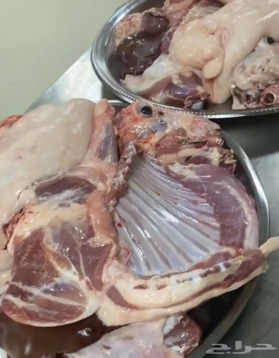 Local lambs aged 4 to 6 months, farm-raised, ready for refrigerator64438351320194110