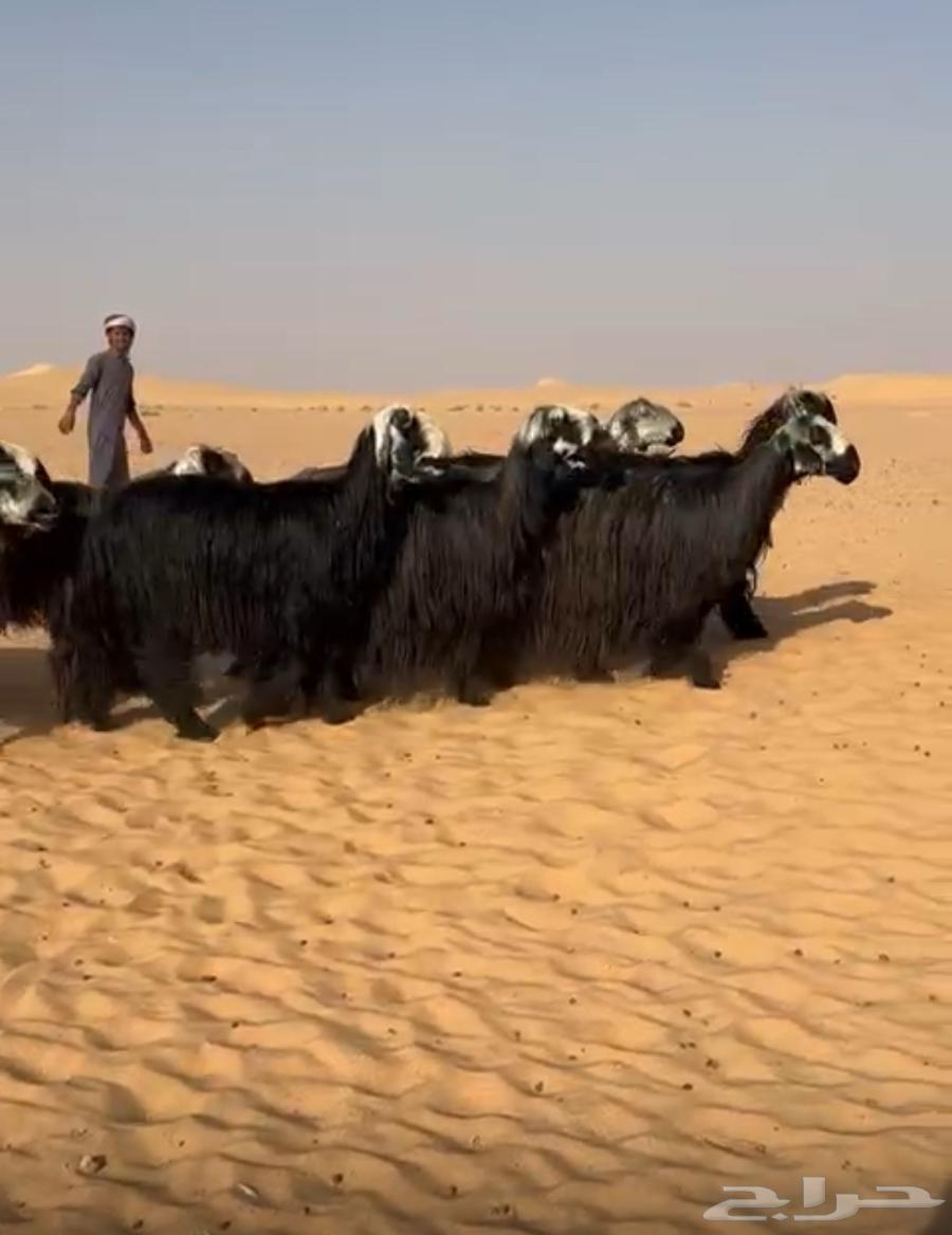 Daghm sheep type64435670676866110