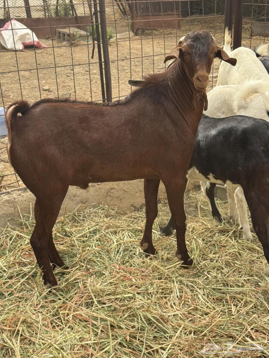 تيس فحل حار مشروط محايلي64436386731267110