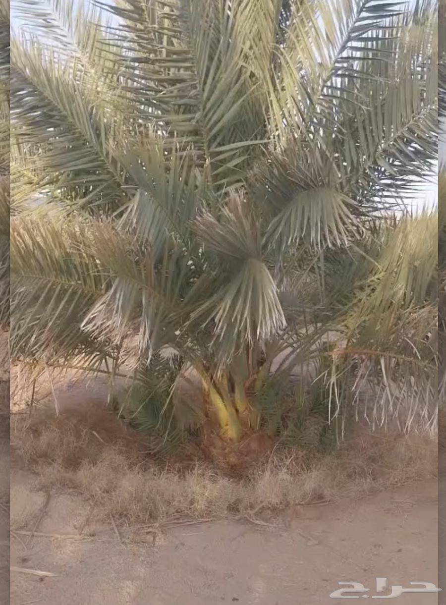 جثايث صقعي ومجدول64441993348099110