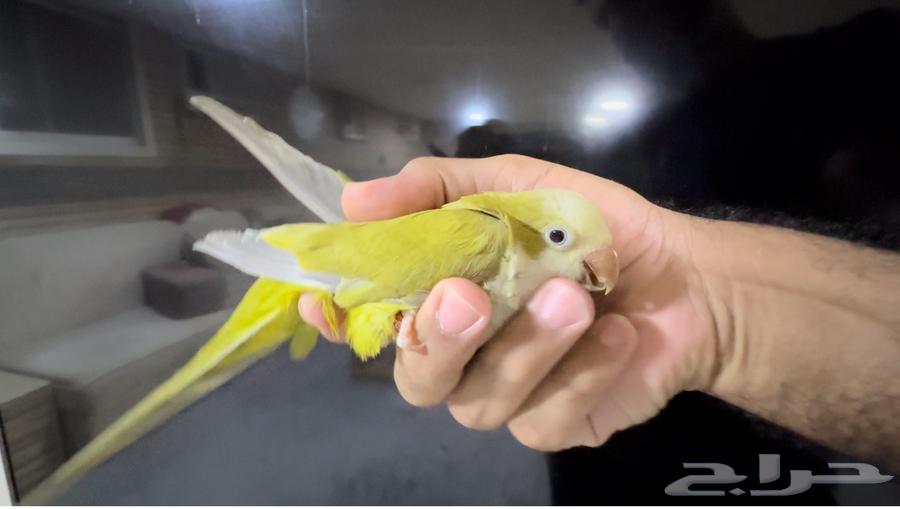 كويكر أليف متكلم .. غير متوفر64436266311939112