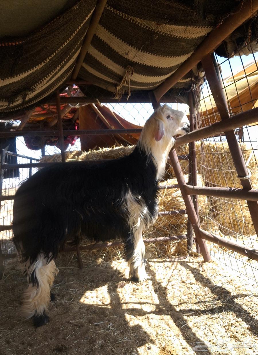 فحل نجدي كفو صنف64435625364739110