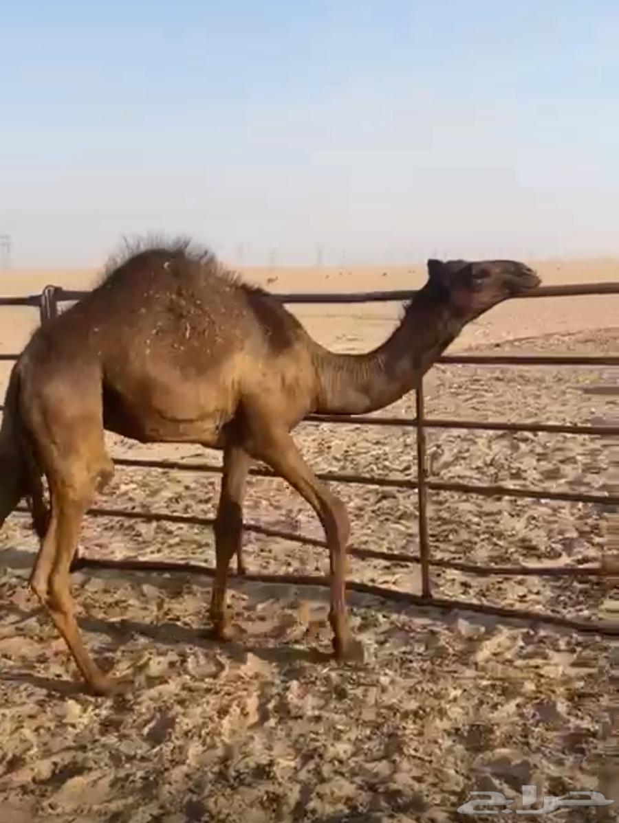 Three seats for sale 364439444785539111