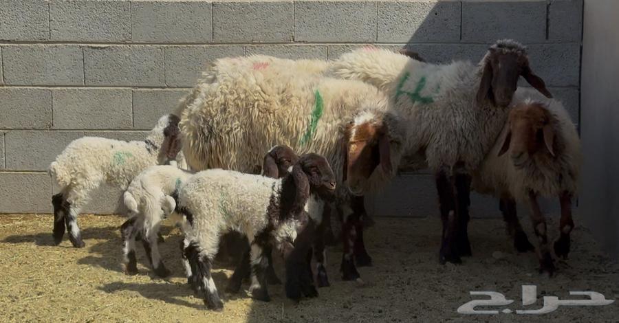 غنم نعيم دبس متاويم 4 معها 8 البيع 285064436360305153111