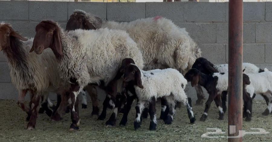 غنم نعيم دبس متاويم 4 معها 8 البيع 285064436360305153113