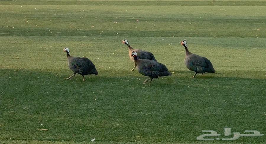 Ethiopian chicken64442062514946110