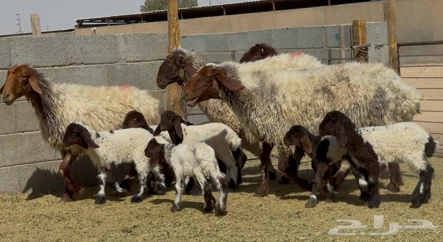 غنم نعيم دبس متاويم 4 معها 8 البيع 285064436360305153110