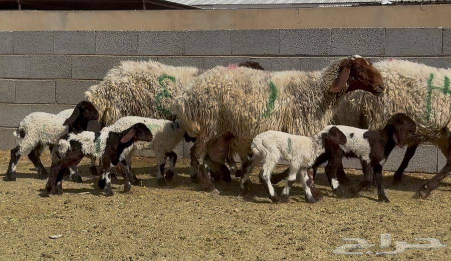 غنم نعيم دبس متاويم 4 معها 8 البيع 285064436360305153112