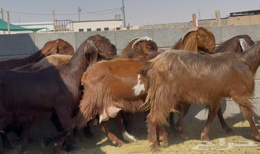 قبرصيات دهم فواخر العدد 864441540167553110