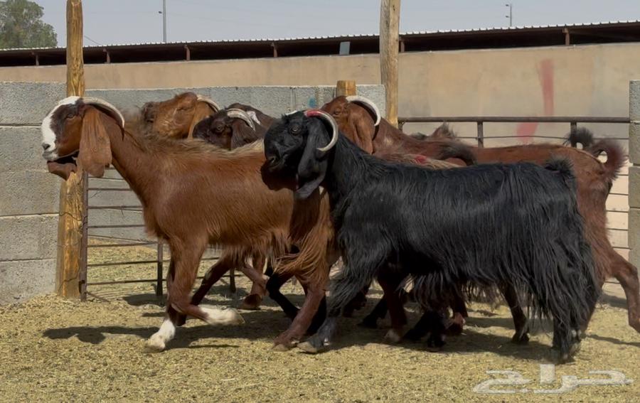 قبرصيات دهم فواخر العدد 864441540167553111