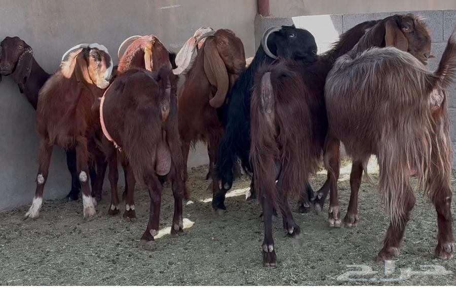 قبرصيات دهم فواخر العدد 864441540167553114